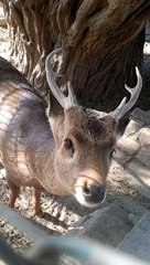 Deer spending wholesome moments with me in safari park.