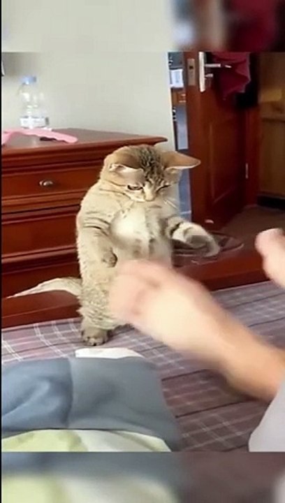 Funny animals -  Funny cats _ dogs -  Funny animal videos