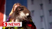 Pekingese named Wild Thang wins world's ugliest dog contest