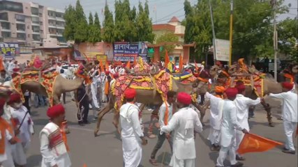 अलवर में निकली ऊंट और घोड़ों की सवारी; आकर्षण का केंद्र बनी, देखें वीडियो