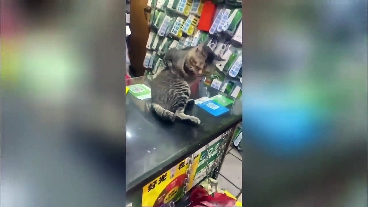 The funniest animals! New funny videos about cats and dogs.