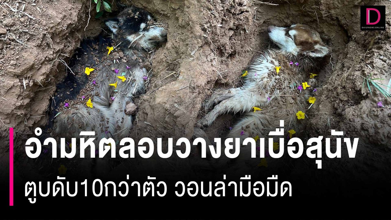 คนอำมหิตลอบวางยาเบื่อสุนัขไซบีเรียนตายยกคู่ ตูบตัวอื่นดับ10กว่าตัววอนล่ามือมืด| HOTSHOT เดลินิวส์ 22/06/67