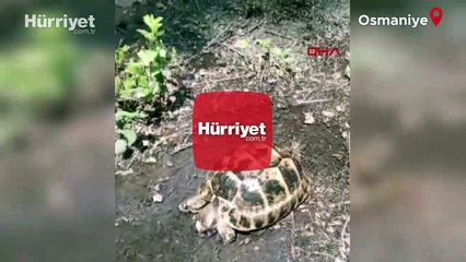 Sıcaktan etkilenen yavru kaplumbağanın önce susuzluğu giderildi, sonra serinletildi