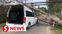 Falling tree kills cop in Lahad Datu