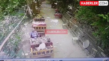 Yavru karaca restoranda yemek yiyen müşterilerin masasına daldı