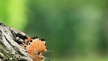 Hoopoe ka ghosla  #hoopoe #hoopoenest  in hindi ❤️