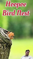 Hoopoe ka ghosla  #hoopoe #hoopoenest  in hindi ❤️