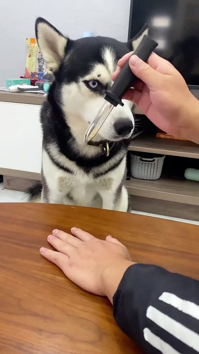 Funny Dog