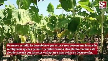 ¿Sabías que las plantas pueden resolver problemas? 🌱