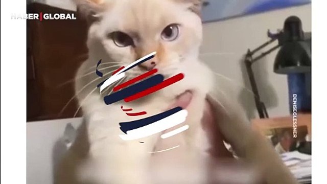 Pitbullarla yetişen kedinin hareketleri ve çıkardığı sesler izlenme rekoru kırdı: Kendini köpek sanıyor