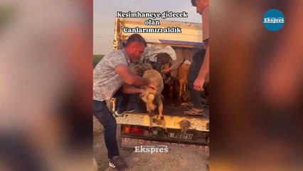 Diyarbakır’da 25 hayvanı böyle kurtardılar