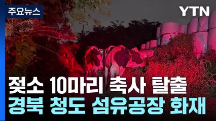 탈출한 젖소 도로 활보...장맛비 내리기 전 곳곳 화재 / YTN
