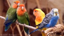 Most Beautiful Birds