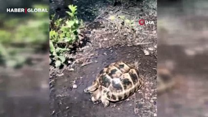 Sıcaktan etkilenen kaplumbağaya duygulandıran merhamet