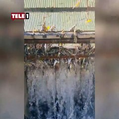 Tohma Çayı’ndaki toplu balık ölümleri Meclis gündeminde