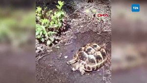 Sıcaktan etkilenen yavru kaplumbağanın önce susuzluğu giderildi, sonra serinletildi