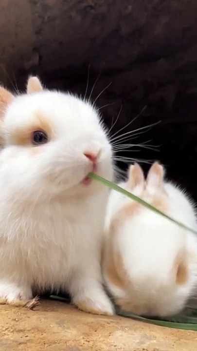 The Loving Rabbit 