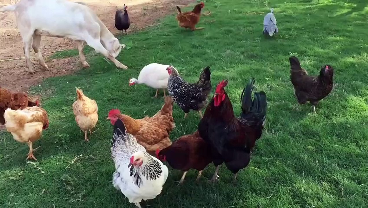 Cute Colorful Chicken | Animals Scene