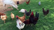 Cute Colorful Chicken | Animals Scene