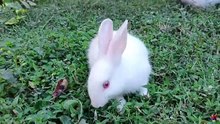 Baby Rabbit Eating And Playing In The Grassland