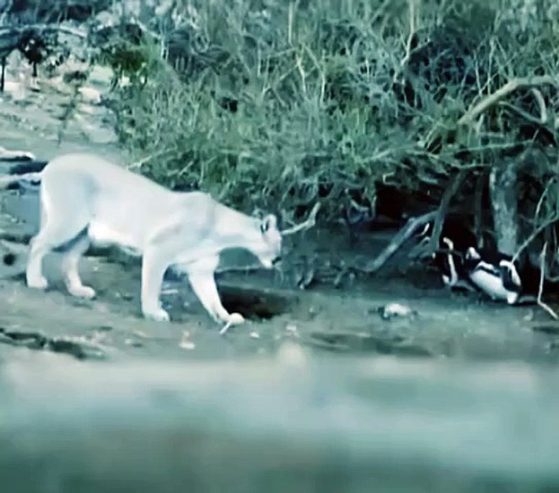 Animalsattack#lionattack