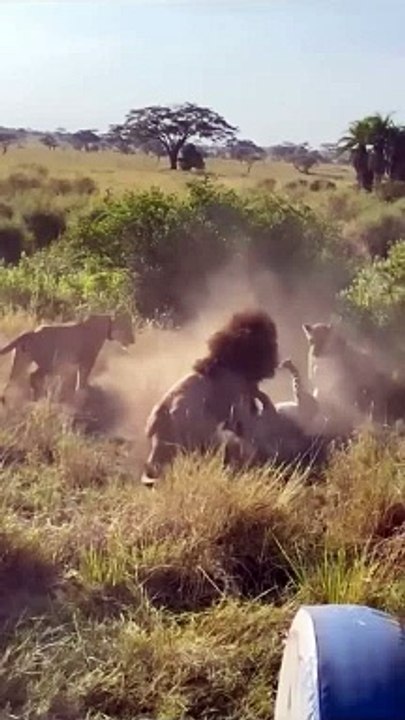 Junglee cat attack