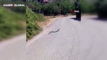 Elazığ’da vatandaş yılanların ne yaptığına anlam veremeden, çiftleşme danslarını kaydetti