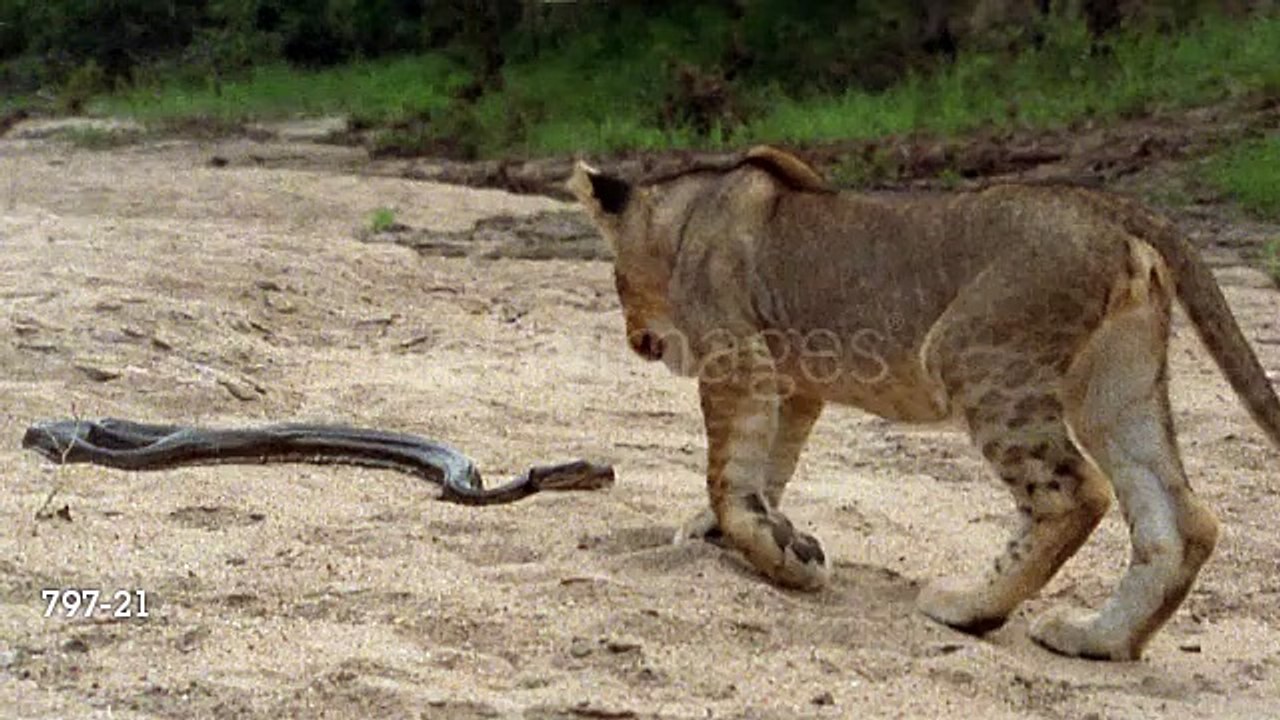 L ions vs snake