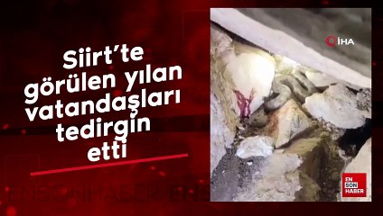 Siirt'te görülen yılan vatandaşları tedirgin etti