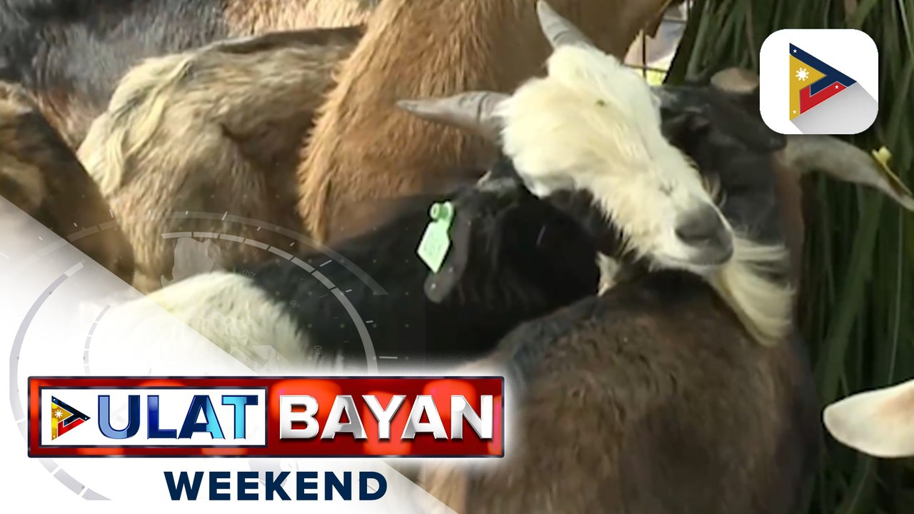 D.A., pinawi ang pangamba ng publiko sa posibleng pagkalat ng Q Fever disease sa Pilipinas