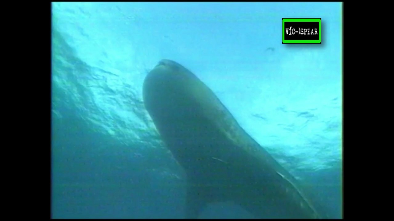 Historias del Mar: Los Gigantes Perdidos - Documental (1998) Español Latino *Episodio 1