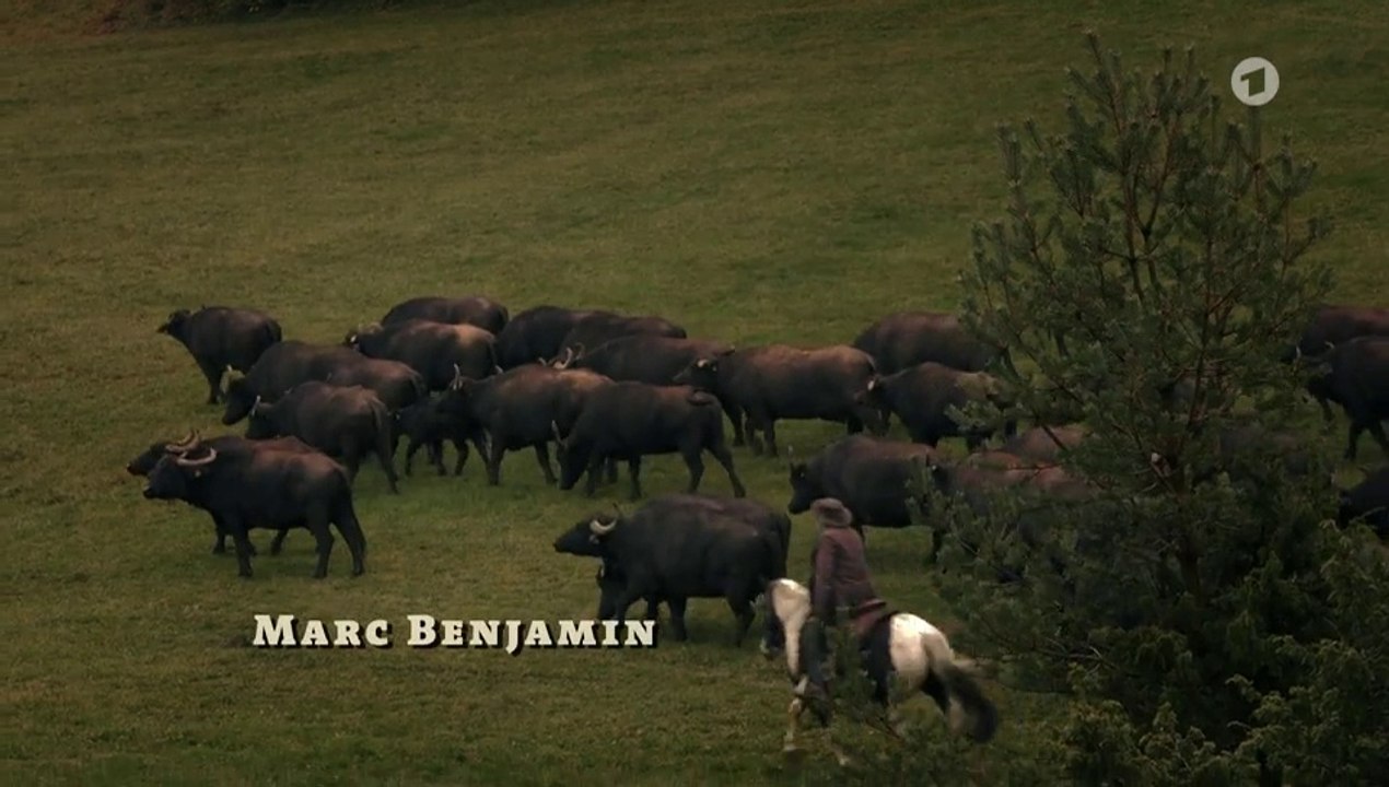 Die Büffel sind los!