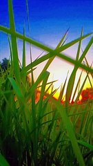 Sun Sitting View ❇️ Best View