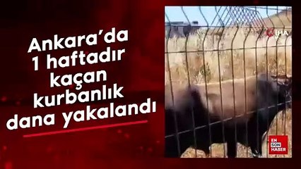 Ankara'da 1 haftadır kaçan kurbanlık dana yakalandı