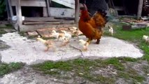 Beautiful Hen And Her Cute Chicks