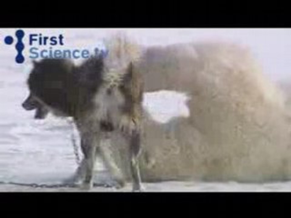 Ours polaires qui jouent avec des chiens
