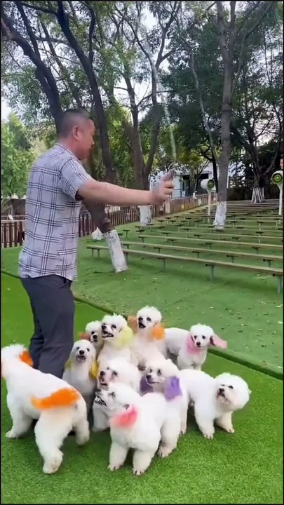 Dogs are cute | Fanio #viral