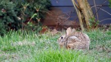 Eastern Cottontail Rabbit