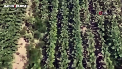 Kırklareli’nde ayçiçeği tarlasında 1 milyon5 bin kök halde bulundu!