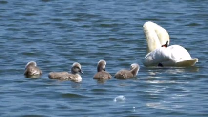Công Cha nghĩa Mẹ sinh thành - Hát cải lương