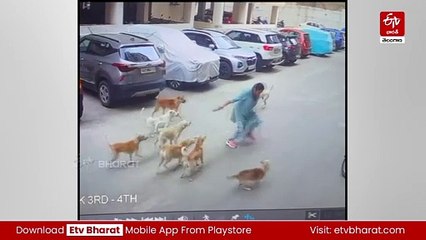 వాకింగ్​కు వెళ్లిన మహిళపై వీధి కుక్కల దాడి - ఏ విధంగా ప్రాణాలతో బయటపడిందంటే?