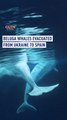 Beluga whales evacuated from Ukraine to Spain