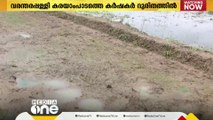 നെൽ വിത്തുകള്‍ മുളച്ചില്ല: ദുരിതം തീരാതെ കർഷകർ