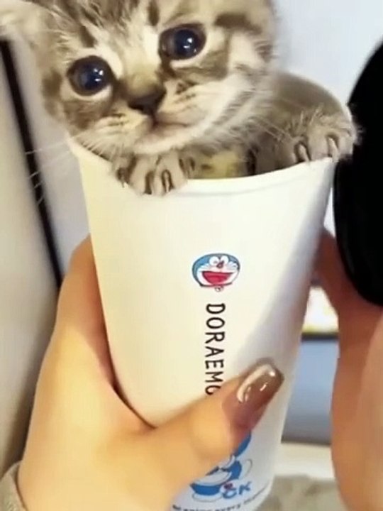 Meow Billi 