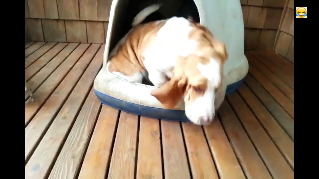 Funny Fails  - #funny #funnyfails #funnyvideo #humor #humour #humormemes #memes #memesvideo #fails