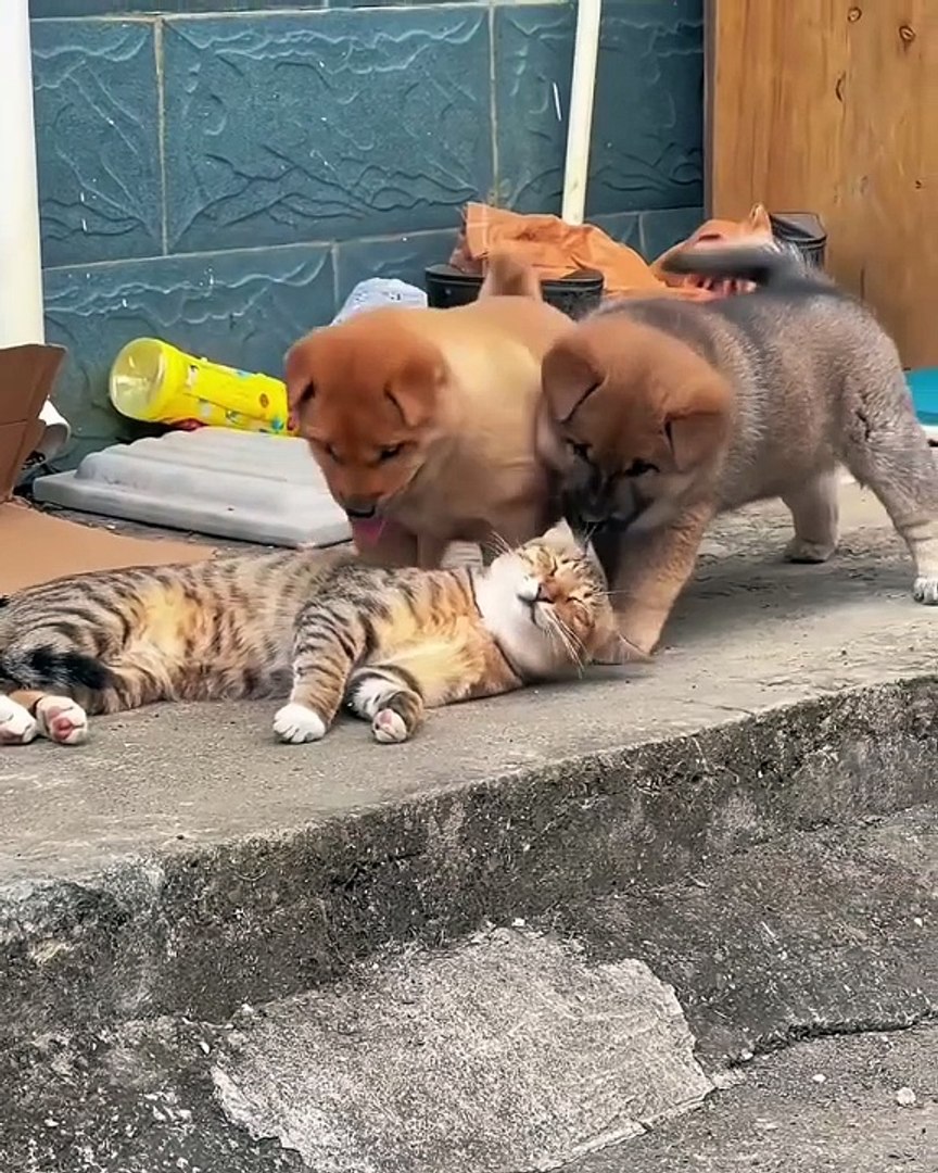Humans or Pets?
