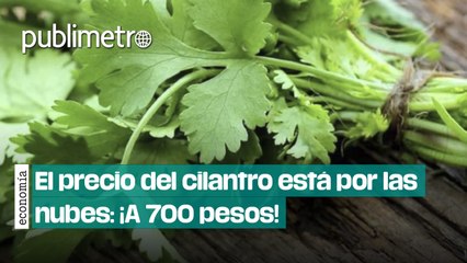 El precio del cilantro está por las nubes: ¡A 700 pesos!