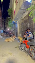 Brown_lion_bakra_b_agya_gali_me❤️#petlover__#comedy_#camel__#camellife_#cow_#kids_#lion