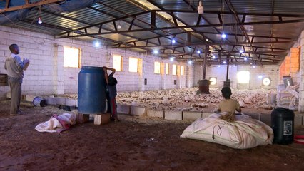Syrian farmers worries as chickens fall victim to the heatwave