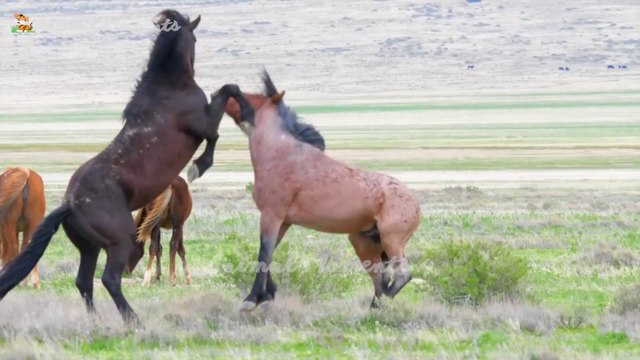 Farm animal sounds - Cows, goats, sheep, dogs, pigs - Familiar animals